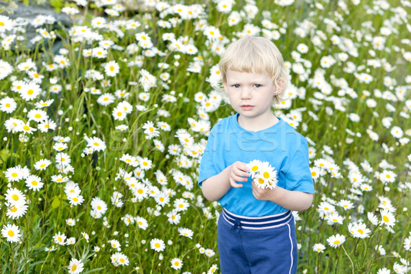 little girl on summer meadow in blossom Stock photo © phbcz