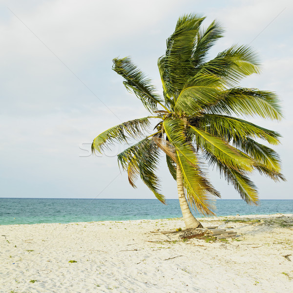 Stockfoto: Cuba · water · boom · landschap · zee · zomer