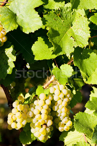Weinrebe Weinberg Frankreich Blatt Herbst Trauben Stock foto © phbcz
