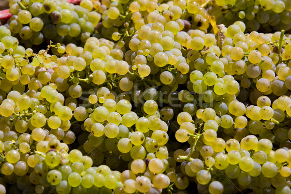 wine harvest (riesling), Czech Republic Stock photo © phbcz