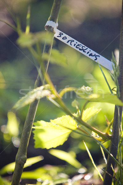 grapevines (riesling), Alsace, France Stock photo © phbcz