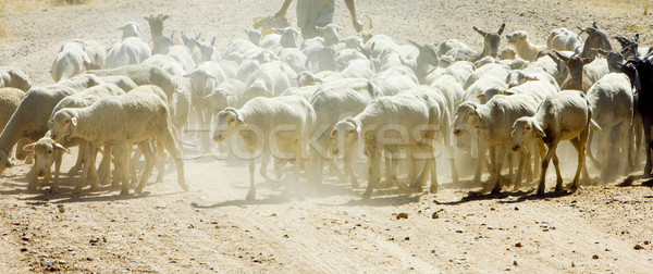 Ovelha rebanho Espanha grupo animal europa Foto stock © phbcz