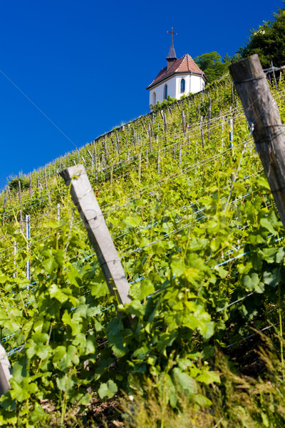 grand cru vineyard and Chapel of St. Urban, Thann, Alsace, Franc Stock photo © phbcz