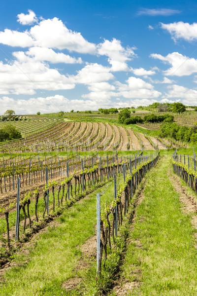 Wijngaard verlagen Oostenrijk landschap plant Stockfoto © phbcz