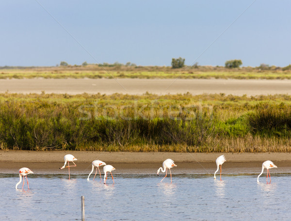 flamingos in Camargue, Provence, France Stock photo © phbcz