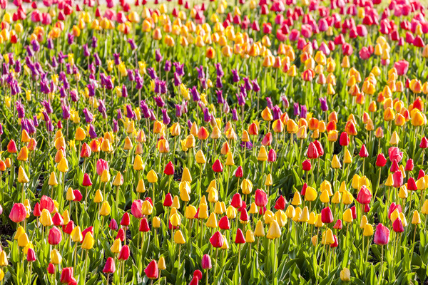 Foto stock: Jardim · palácio · República · Checa · flor · fundo · europa