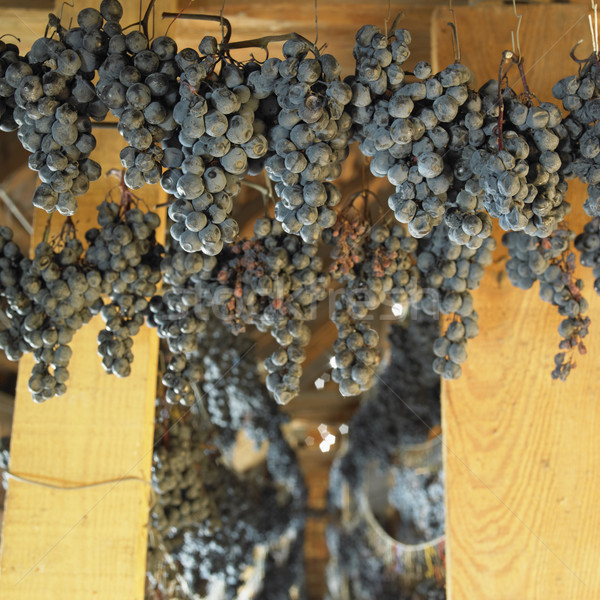 grapes drying for straw wine (neronet), Biza Winery, Cejkovice,  Stock photo © phbcz