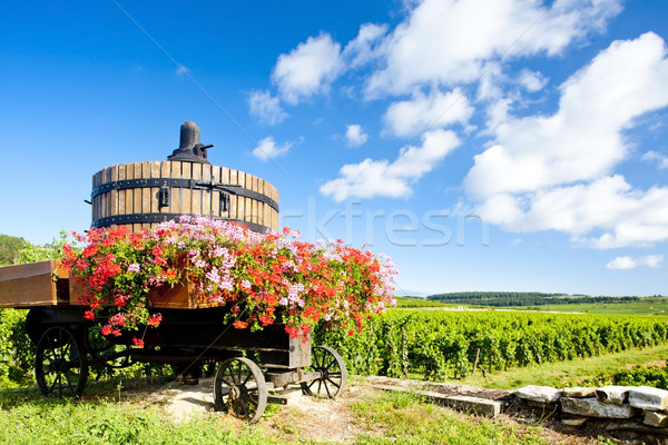 vineyards of Cote de Beaune near Pommard, Burgundy, France Stock photo © phbcz