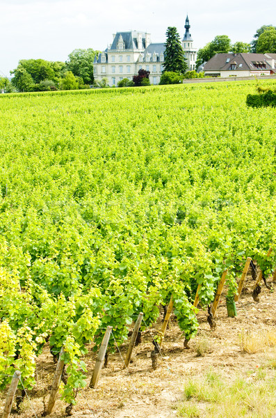 grand cru vineyard near Fixin, Cote de Nuits, Burgundy, France Stock photo © phbcz