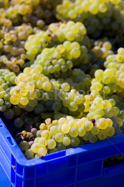wine harvest (riesling), Czech Republic Stock photo © phbcz