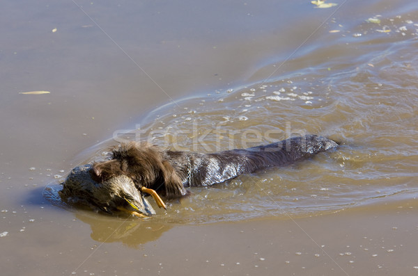 Jagdhund Hund Tasche Tier Ente Stock foto © phbcz