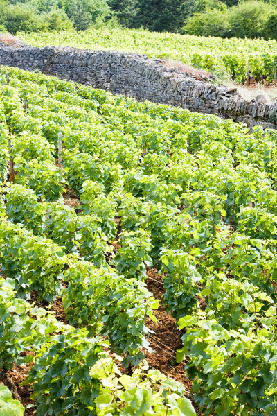 vineyard near Brochon, Cote de Nuits, Burgundy, France Stock photo © phbcz