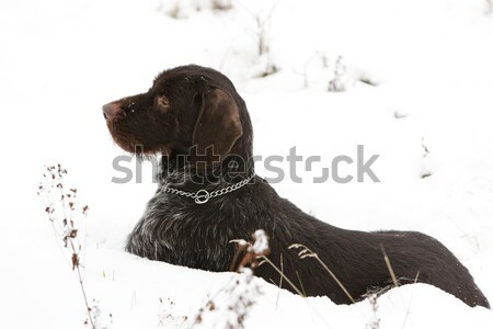 Nieve juego mascota aire libre uno Foto stock © phbcz