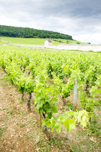 vineyards near Gevrey-Chambertin, Cote de Nuits, Burgundy, Franc Stock photo © phbcz