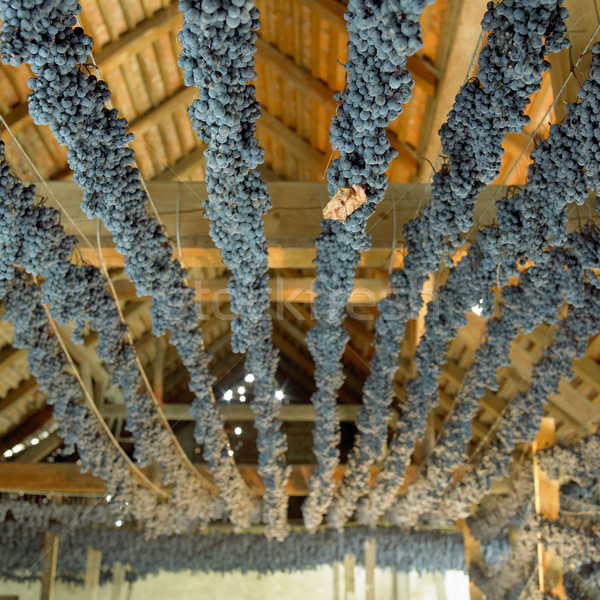 grapes drying for straw wine (neronet), Biza Winery, Cejkovice,  Stock photo © phbcz