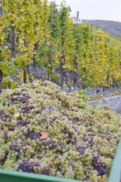 wine harvest, vineyard near Bernkastel, Rheinland Pfalz, Germany Stock photo © phbcz