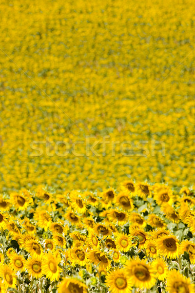 Stock photo: sunflower field, Provence, France