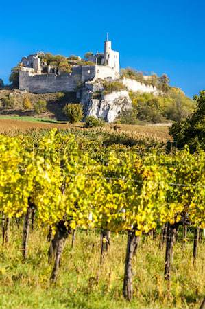 ruins of Falkenstein Castle with vineyard in autumn, Lower Austr Stock photo © phbcz