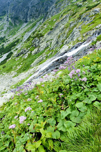 Stock photo: Kvetnica, Vysoke Tatry (High Tatras), Slovakia