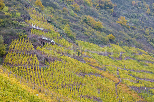 vineyards in Moselle River Valley, Rheinland Pfalz, Germany Stock photo © phbcz