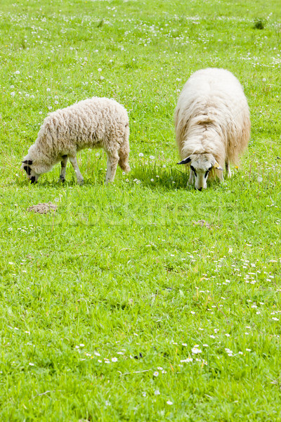 sheep with a lamb on meadow, Bosnia and Hercegovina Stock photo © phbcz