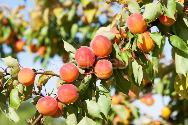 apricots in orchard Stock photo © phbcz