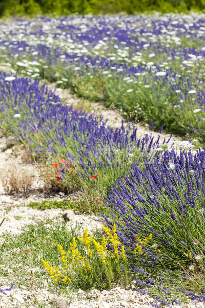 lavender field with daisies near Tavard, Rhone-Alpes, France Stock photo © phbcz