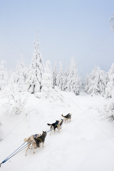 Stock photo: sledge dogging, Sedivacek''s long, Czech Republic