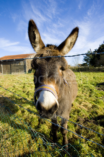 donkey, Champagne, France Stock photo © phbcz