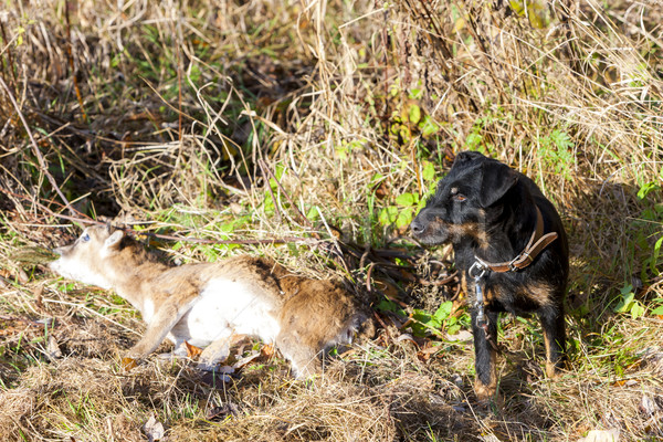 Chien de chasse morts permanent animal chasse [[stock_photo]] © phbcz