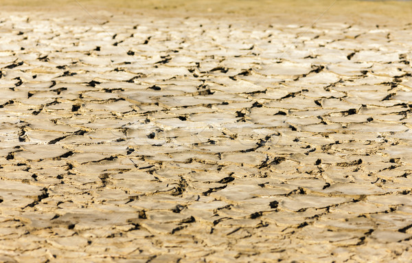 dry soil, Parc Regional de Camargue, Provence, France Stock photo © phbcz