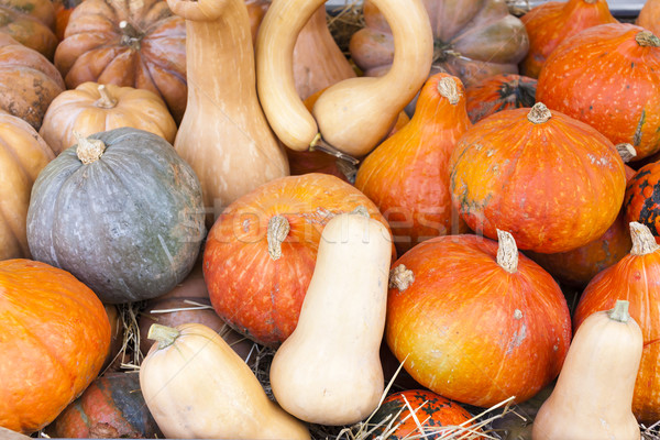Stock photo: pumpkins, market in Forcalquier, Provence, France