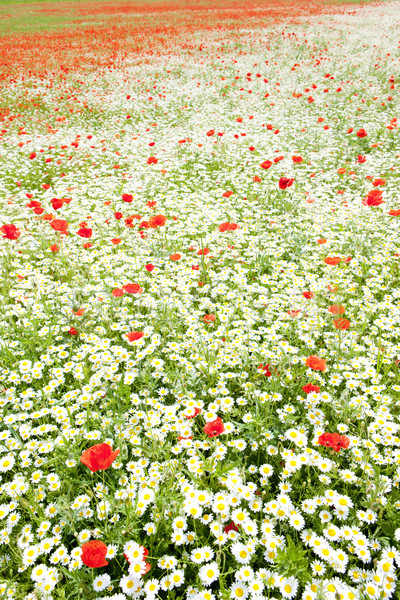 summer meadow in blossom Stock photo © phbcz