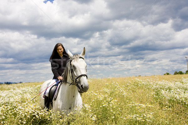 Grzbiet koński kobieta zwierząt młodych konie Zdjęcia stock © phbcz