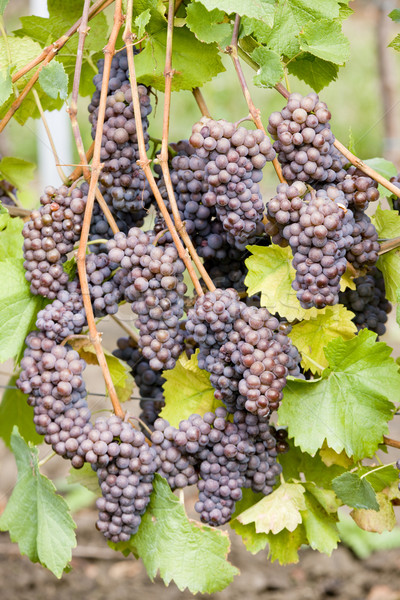 grapevines in vineyard, Czech Republic Stock photo © phbcz