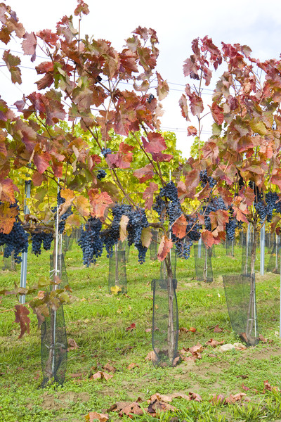 vineyard Jecmeniste, Eko Hnizdo, Czech Republic Stock photo © phbcz
