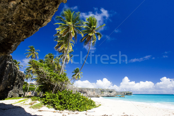 Dolny Barbados Karaibów drzewo krajobraz morza Zdjęcia stock © phbcz