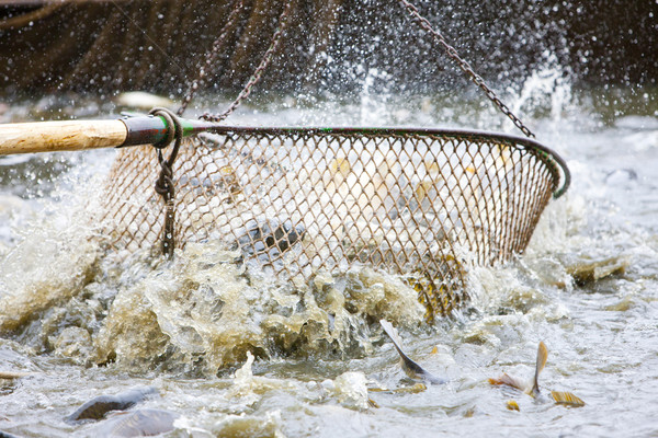 harvesting pond Stock photo © phbcz