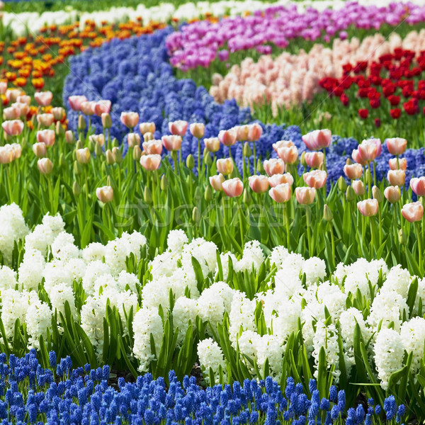 Jardins Holanda flores natureza tulipa vermelho Foto stock © phbcz