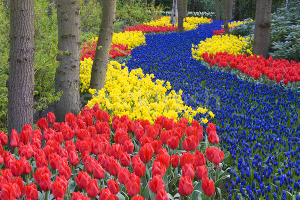Gärten Niederlande Blumen Frühling Natur Hintergrund Stock foto © phbcz