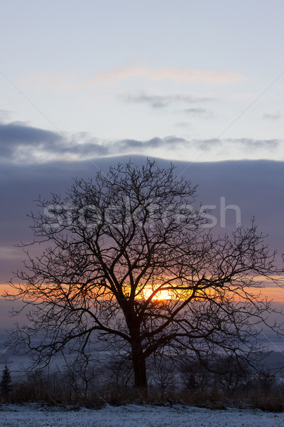 Stock photo: tree at sunset
