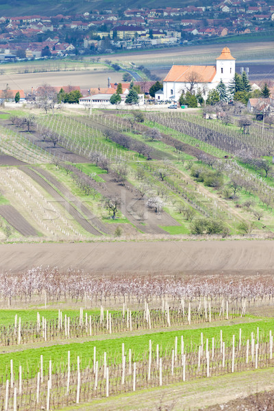 Stock photo: Kobyli with vineyards, Czech Republic