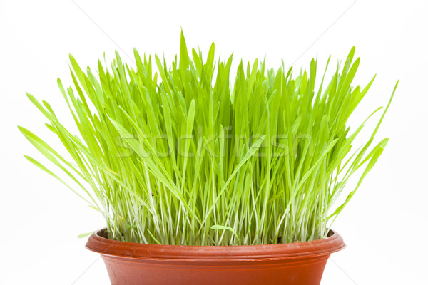 Tineri cereale verde plante detaliu Imagine de stoc © phbcz