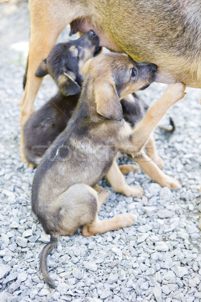 Feminino cães pormenor filhotes de cachorro enfermeira animal Foto stock © phbcz