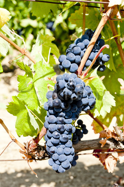 blue grapes, La Rioja, Spain Stock photo © phbcz