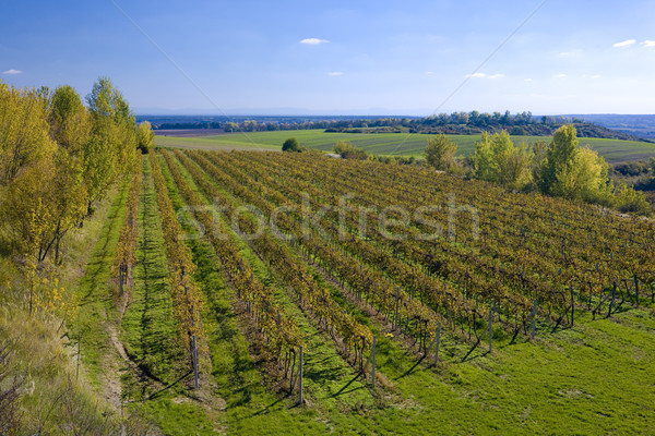 vineyards, ZD Sedlec, Czech Republic Stock photo © phbcz