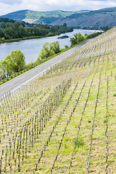 vineyar near Mulheim, Moselle Valley, Rhineland-Palatinate, Germ Stock photo © phbcz