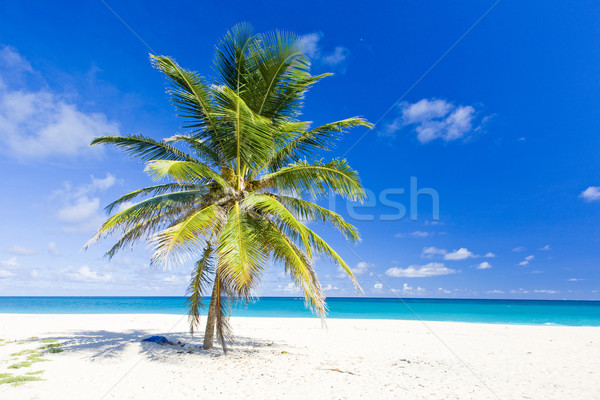Foul Bay, Barbados, Caribbean Stock photo © phbcz