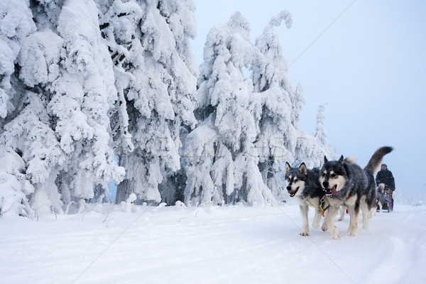 sledge dogging, Sedivacek''s long, Czech Republic Stock photo © phbcz