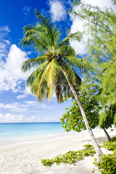 Przedsiębiorstwo plaży Barbados Karaibów drzewo krajobraz Zdjęcia stock © phbcz